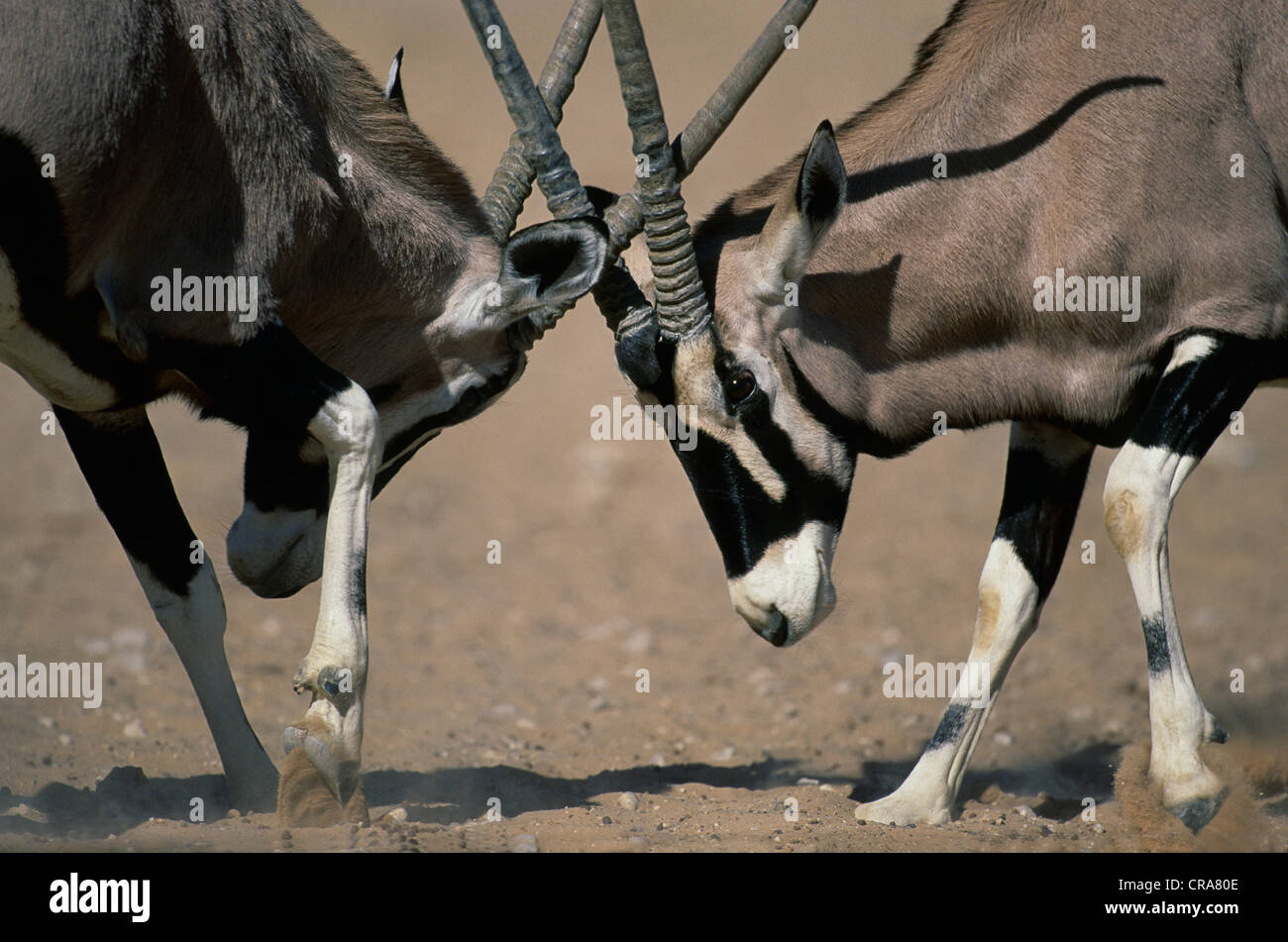 Gemsbok (Oryx gazella), luchando contra los hombres, el parque transfronterizo Kgalagadi, kalahari, Sudáfrica, África Foto de stock