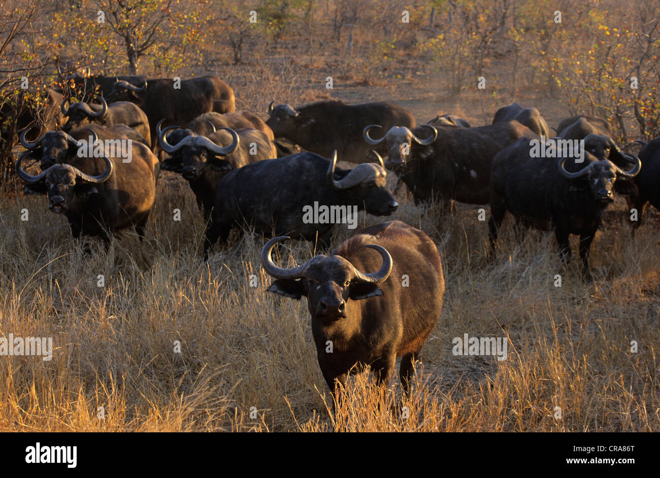 Cape buffalo (Syncerus caffer), rebaño de cría, el parque nacional Kruger, Sudáfrica, África Foto de stock