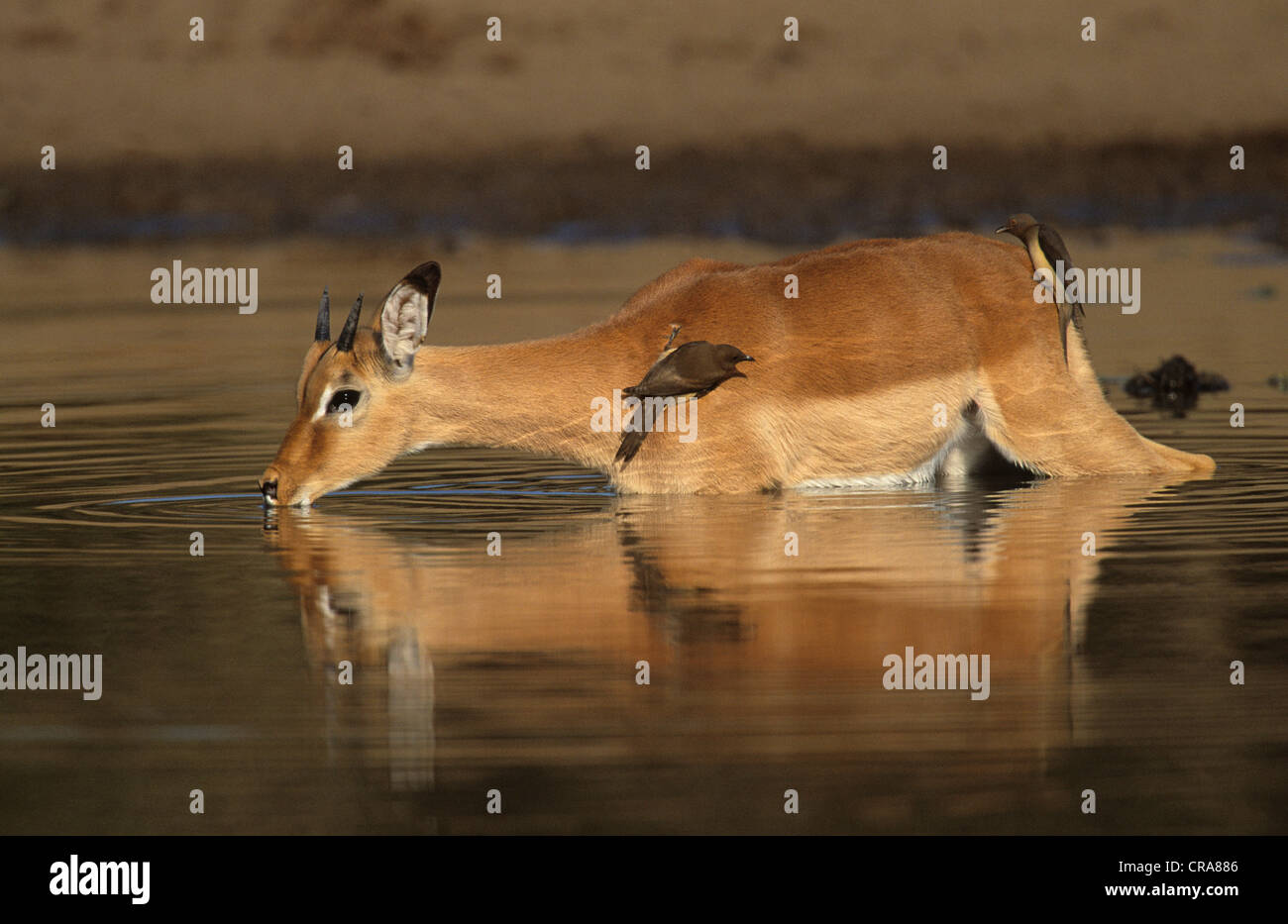 El impala (aepyceros melampus), beber en abrevadero, el parque nacional Kruger, Sudáfrica, África Foto de stock