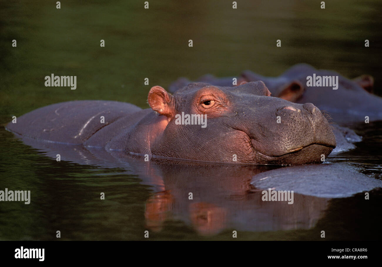 Hipopótamo (Hippopotamus amphibius), el parque nacional Kruger, Sudáfrica, África Foto de stock