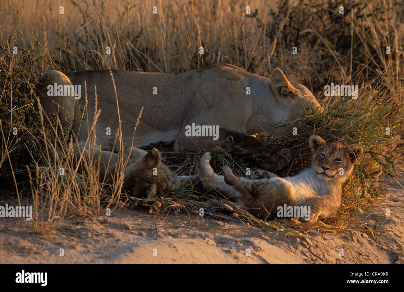 Leona y sus crías (Panthera leo), el parque transfronterizo Kgalagadi, kalahari, Sudáfrica, África Foto de stock