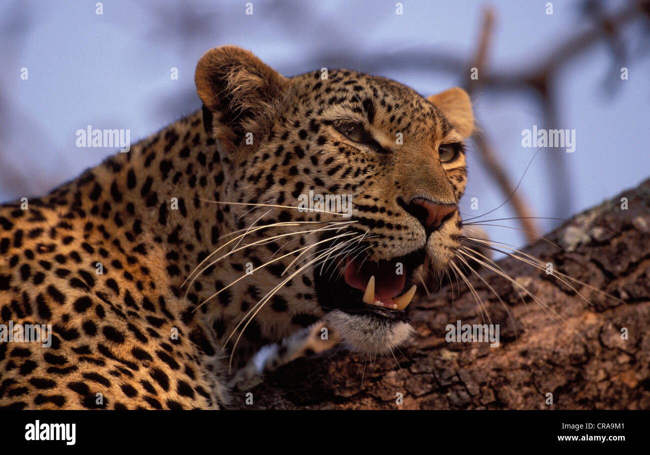 El leopardo (Panthera pardus), retrato, sabi reserva de caza, el parque nacional Kruger, Sudáfrica, África Foto de stock