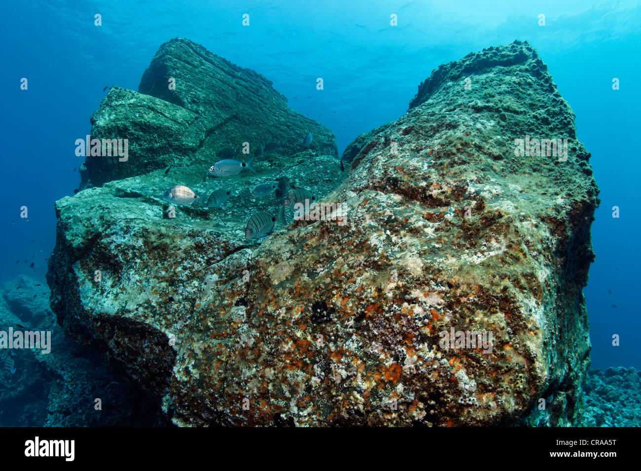 Rock con Acorn percebes (Balanus trigonus) y africanos Pargo blanco o Sargo (Diplodus sargus cadenati), Madeira, Portugal Foto de stock