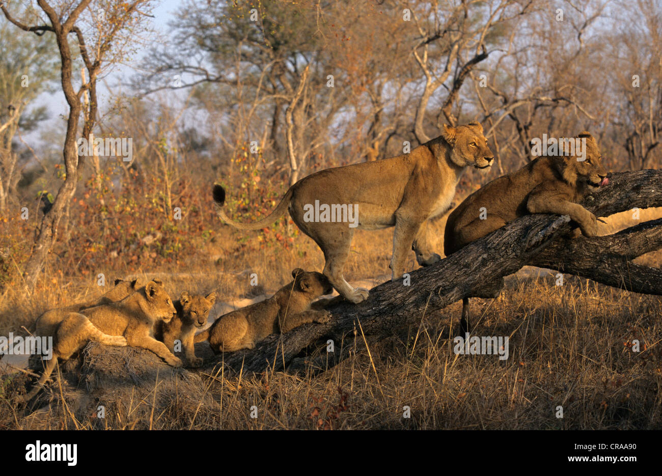Orgullo de león (Panthera leo), sabie sabie, parque nacional Kruger, Sudáfrica, África Foto de stock