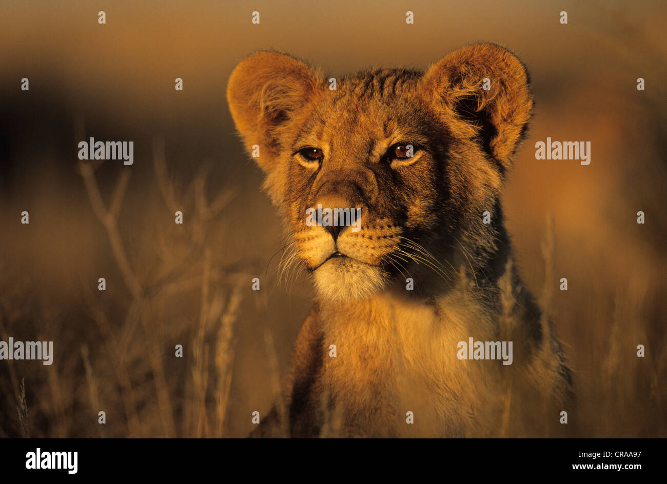 Cachorro de león (Panthera leo), retrato, el parque transfronterizo Kgalagadi, kalahari, Sudáfrica, África Foto de stock