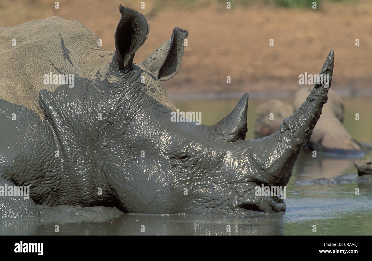 El rinoceronte blanco (Ceratotherium simum), especies en peligro de extinción, ensanchamiento de barro para refrescarse y parásitos de piel clara Foto de stock
