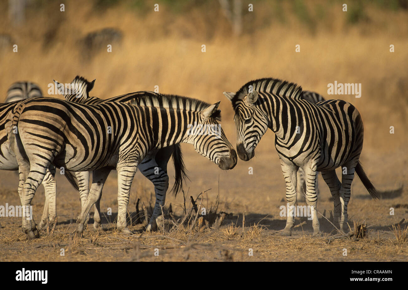 Cebras de burchell (Equus burchelli), el parque nacional Kruger, Sudáfrica Foto de stock