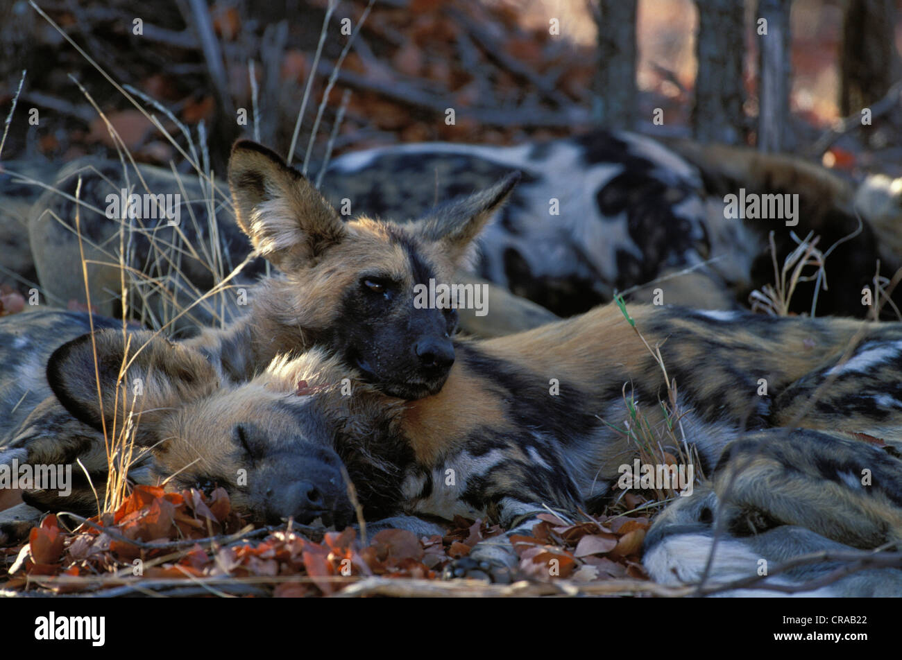 Perro salvaje (lycaon pictus), especies en peligro de extinción, el parque nacional Kruger, Sudáfrica Foto de stock