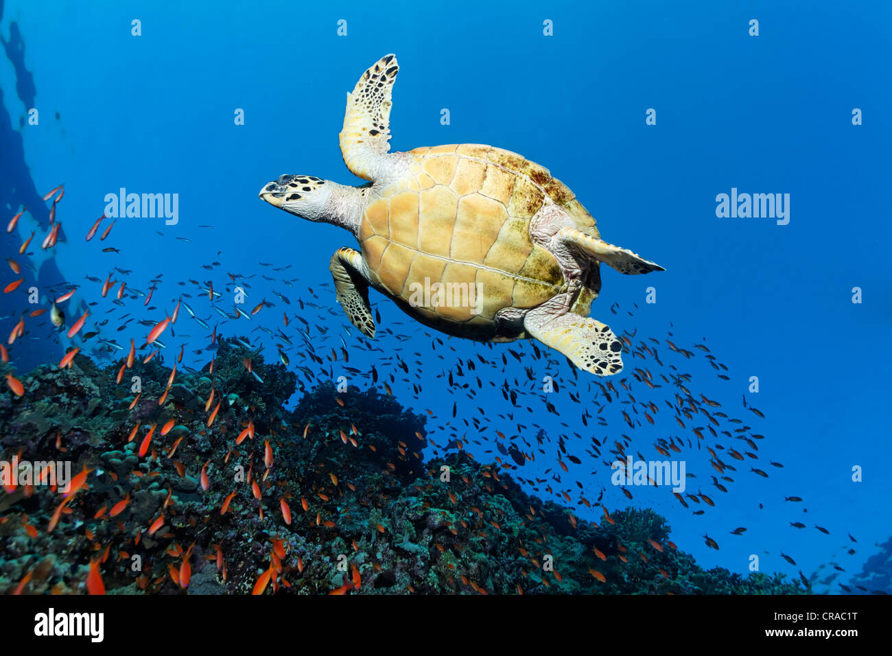 Tortuga carey (Eretmochelys imbricata) nadando por encima de un arrecife de coral, visto desde abajo, Sharp Sinead, Egipto, Mar Rojo, África Foto de stock