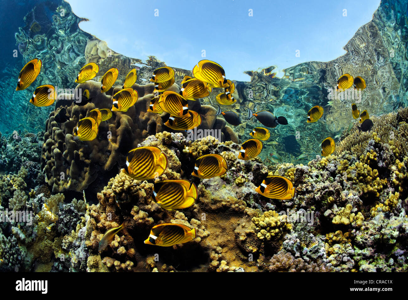 Cardumen de diagonal butterflyfish (Chaetodon fasciatus), nadar a lo largo del borde del arrecife, justo debajo de la superficie del mar, Daedalus Reef Foto de stock