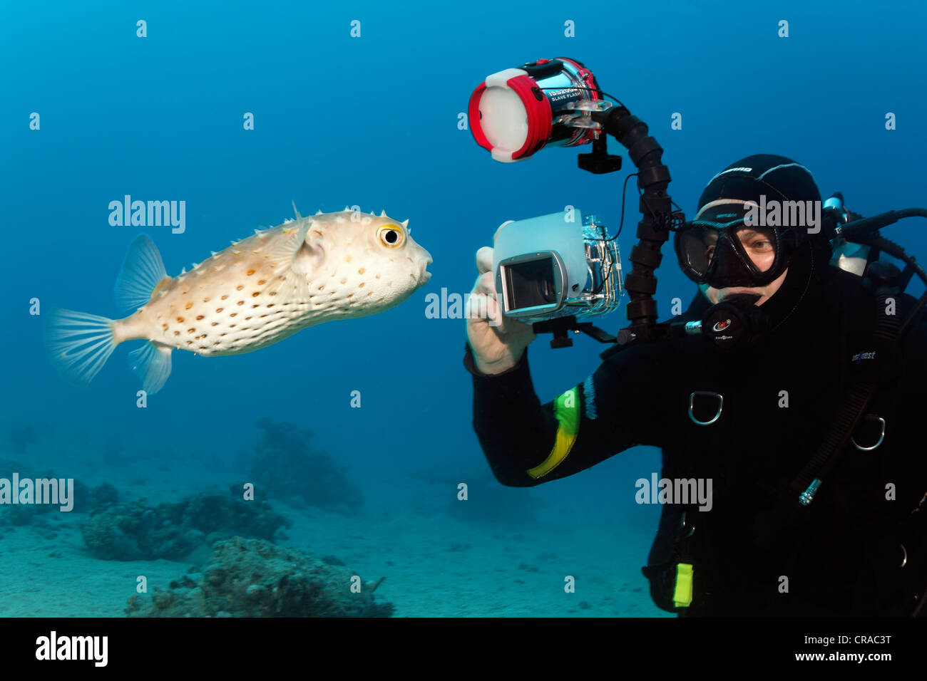 Buzo con cámara submarina toma de fotografía de color amarillo-spotted Burrfish (Chilomycterus spilostylus), Makadi Bay, Hurghada, Egipto Foto de stock