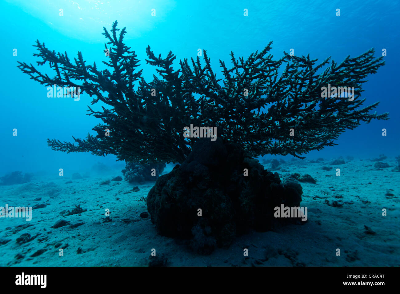 Tabla ramificada coral (Agropora sp.), silueta Makadi Bay, Hurghada, Egipto, Mar Rojo, África Foto de stock
