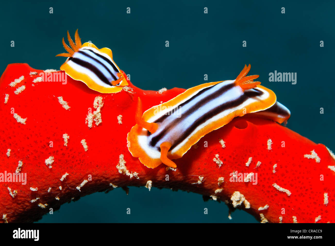 Dos Nudibranches o babosas de mar (Chromodoris quadricolor), arrastrándose sobre venenosas (Latrunculia magnifica Firesponge rojo Foto de stock