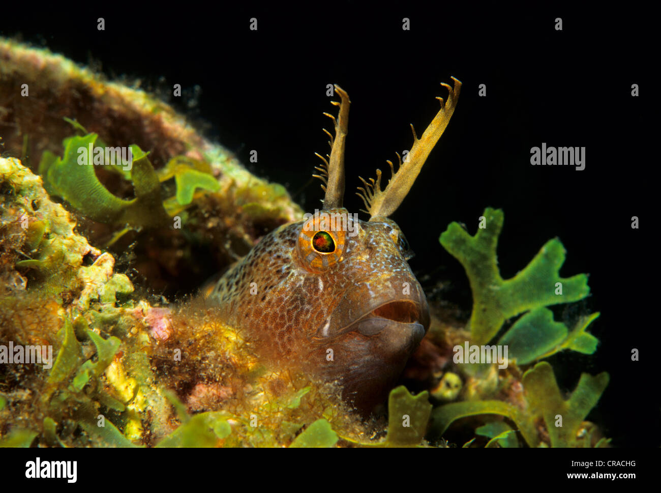 Tentáculos- blenny (Parablennius tentacularis) en busca de refugio con algas, Fira, Santorini, Grecia, las Islas Cícladas, Del Mar Egeo Foto de stock