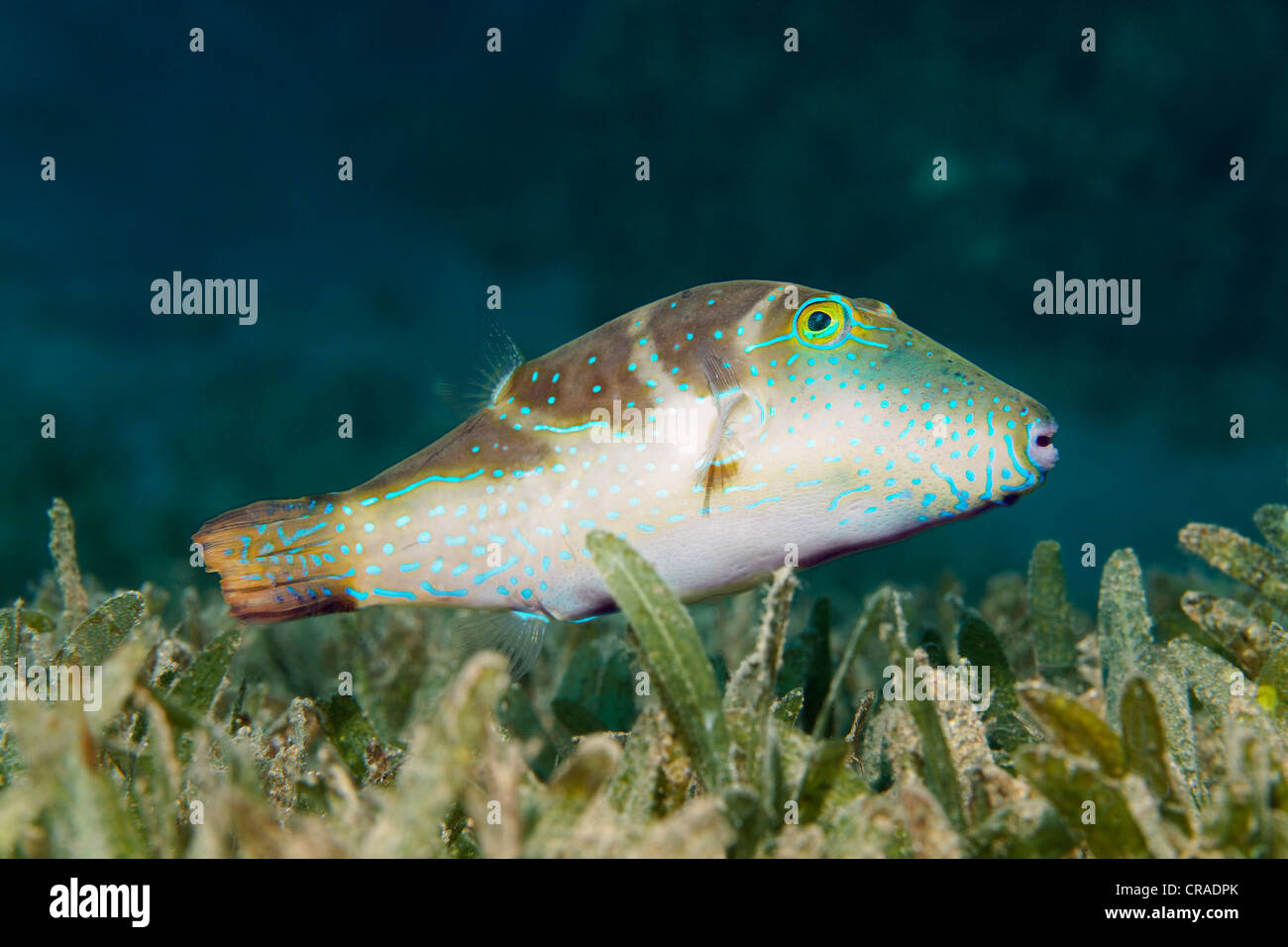 Coronado toby pufferfish (Canthigaster coronata), sobre el mar de maleza, Reino Hachemita de Jordania, JK, Mar Rojo, Asia Occidental Foto de stock