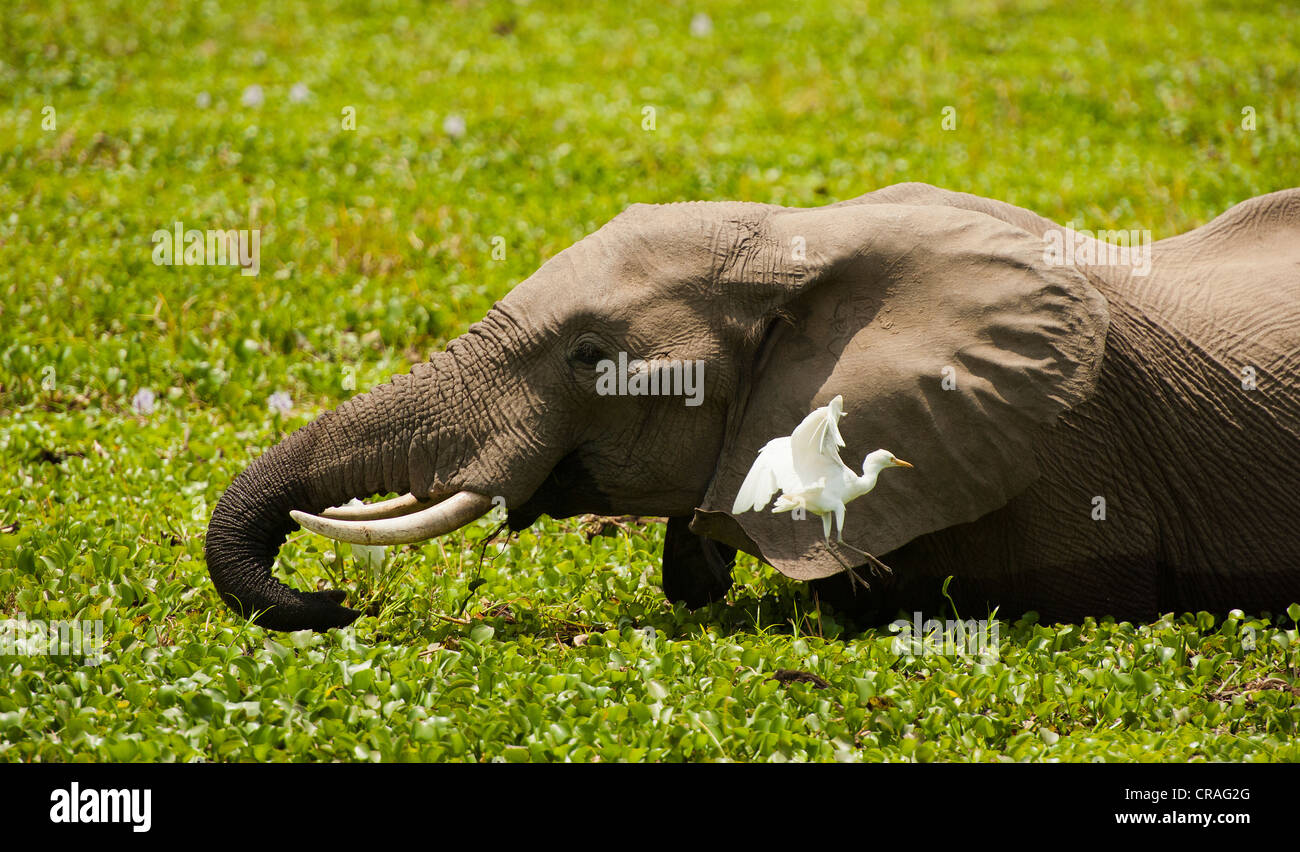 Situación Voluntario Al borde La alimentación del elefante en jacinto de agua como Garceta vuela a la  tierra Fotografía de stock - Alamy