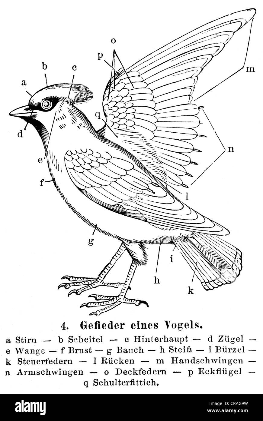 Plumaje de un pájaro, ilustración de Meyers Konversationslexikon encyclopedia, 1897 Foto de stock