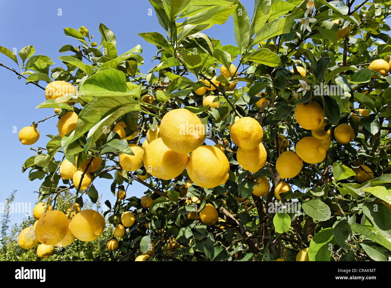 Arboleda De Lim n Citrus Limon rboles Cerca De Siracusa Sicilia 