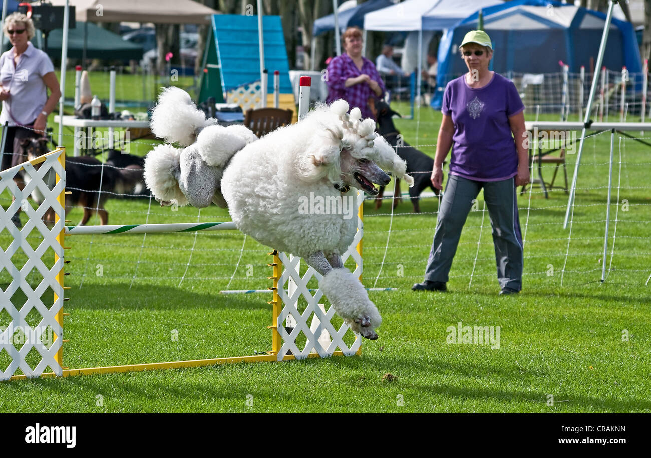 Caniche perro muestra el salto en la agilidad del perro show, el cual  exhibe un difícil obstáculo curso perros deben completar Fotografía de  stock - Alamy