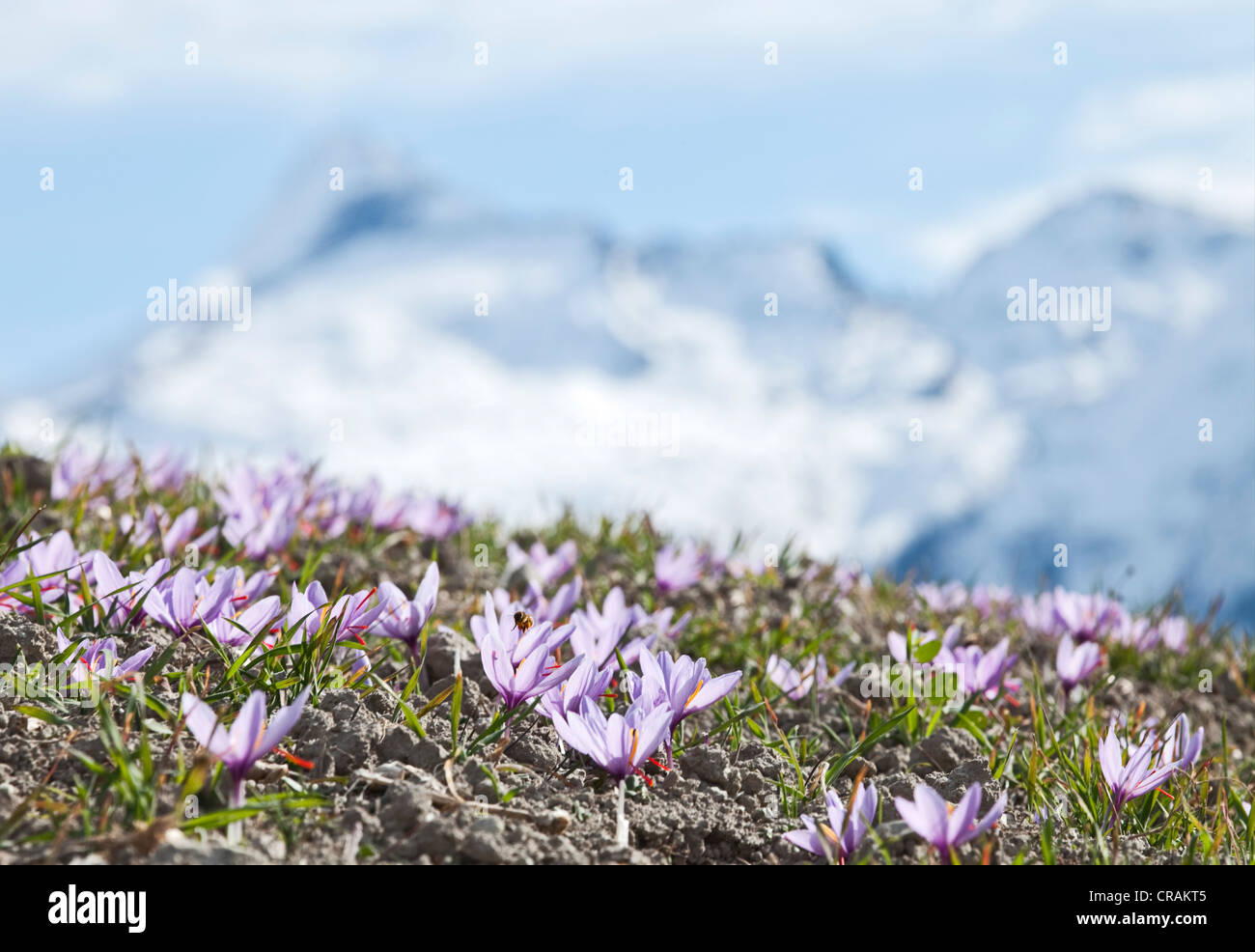 Blooming azafrán Crocus (Crocus sativus) en los pequeños campos de azafrán de la municipalidad de Mund en las montañas del cantón Foto de stock