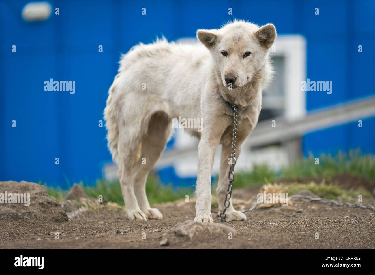 Husky encadenados, Kulusuk, Groenlandia Oriental y Groenlandia Foto de stock