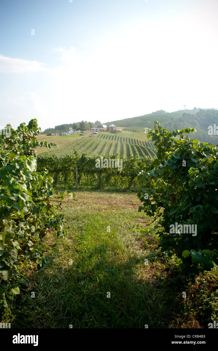 Los viñedos crecen en Hillside Foto de stock