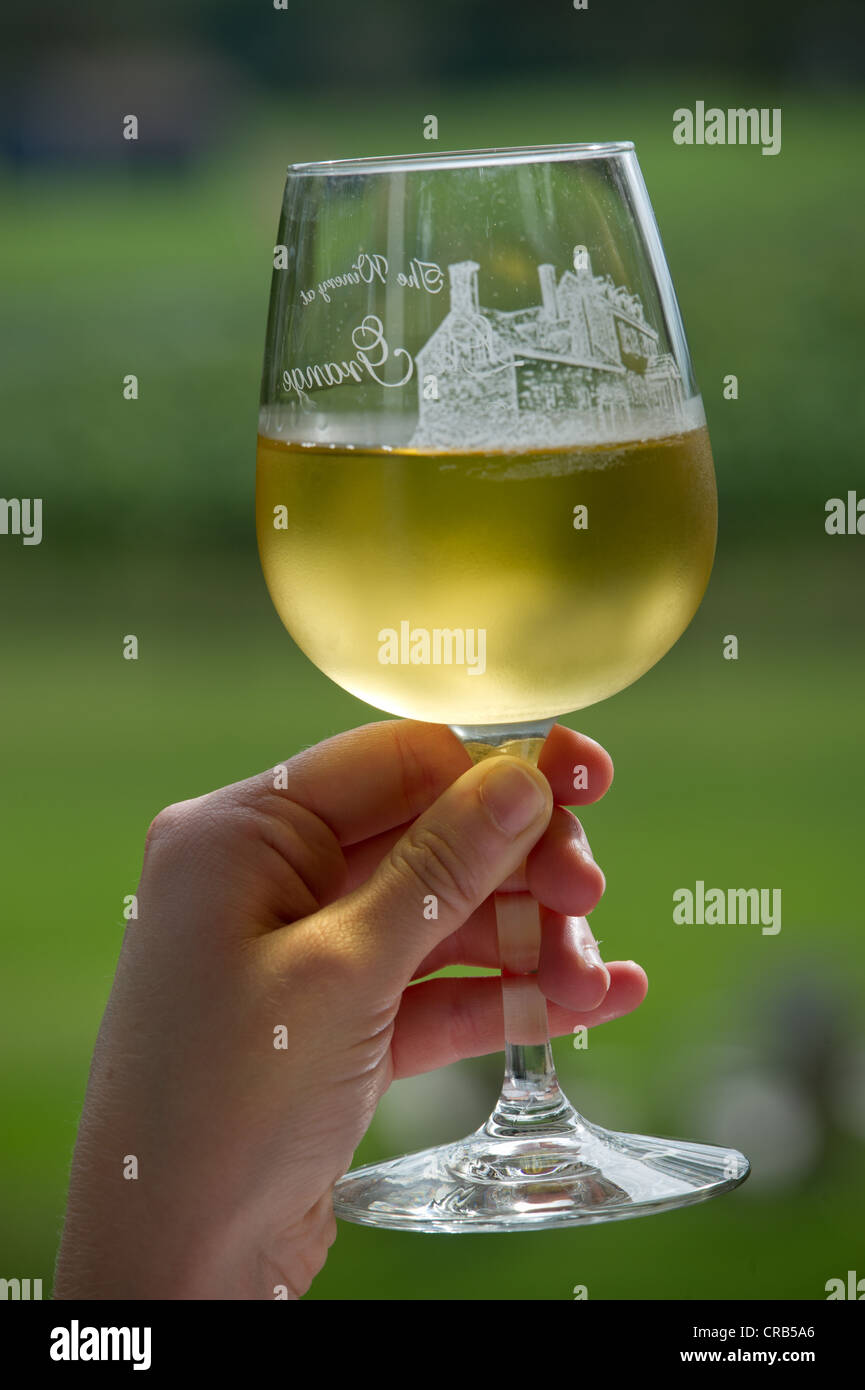 Mano sosteniendo un vaso de vino blanco en frente de viña verde Foto de stock