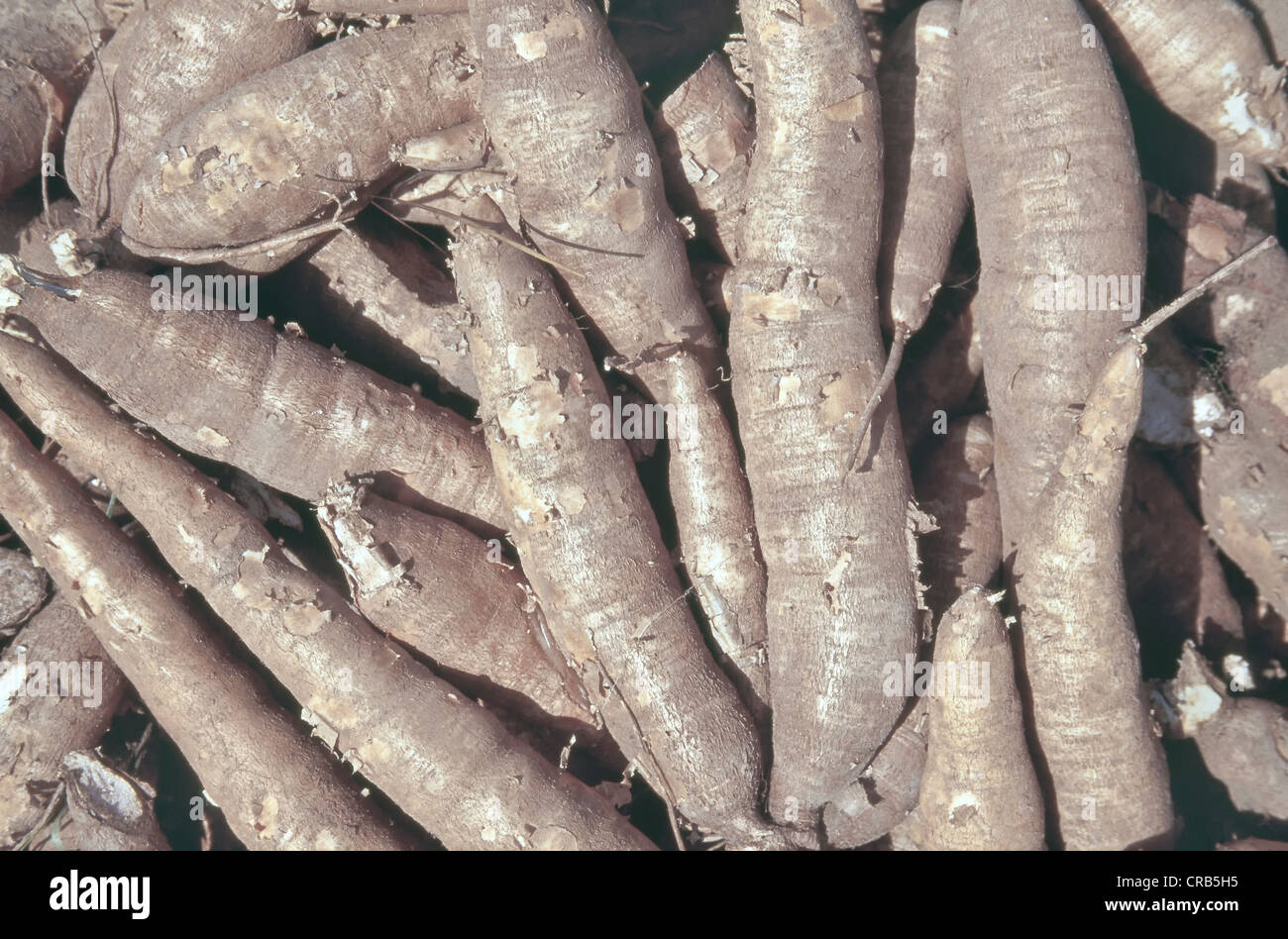 Cosecha de raíces de 'Cassava', Tailandia. Foto de stock