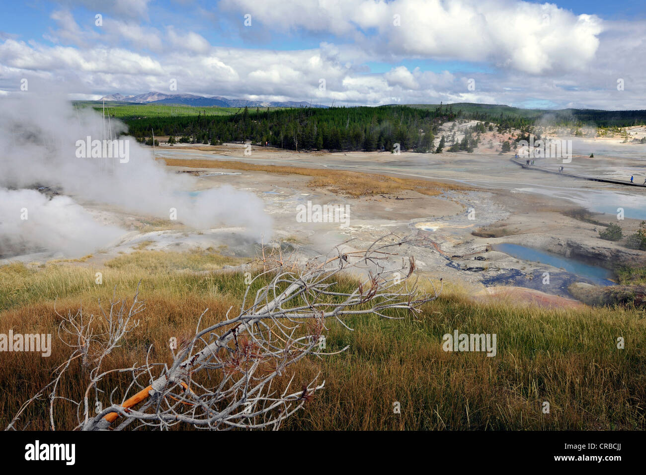Mirador, Mirador de la cuenca de porcelana, Norris Géiser cuenca geotérmica, géiseres, piscinas calientes, el Parque Nacional Yellowstone, Wyoming, EE.UU. Foto de stock
