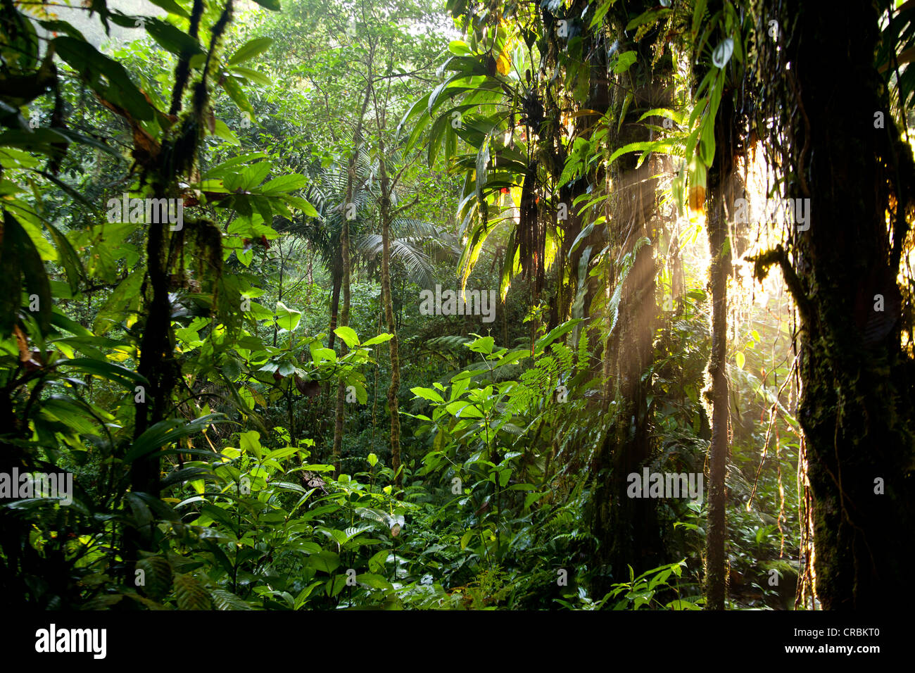 La luz del sol en la tupida selva del Parque Nacional Braulio Carrillo, Costa Rica, Centroamérica Foto de stock