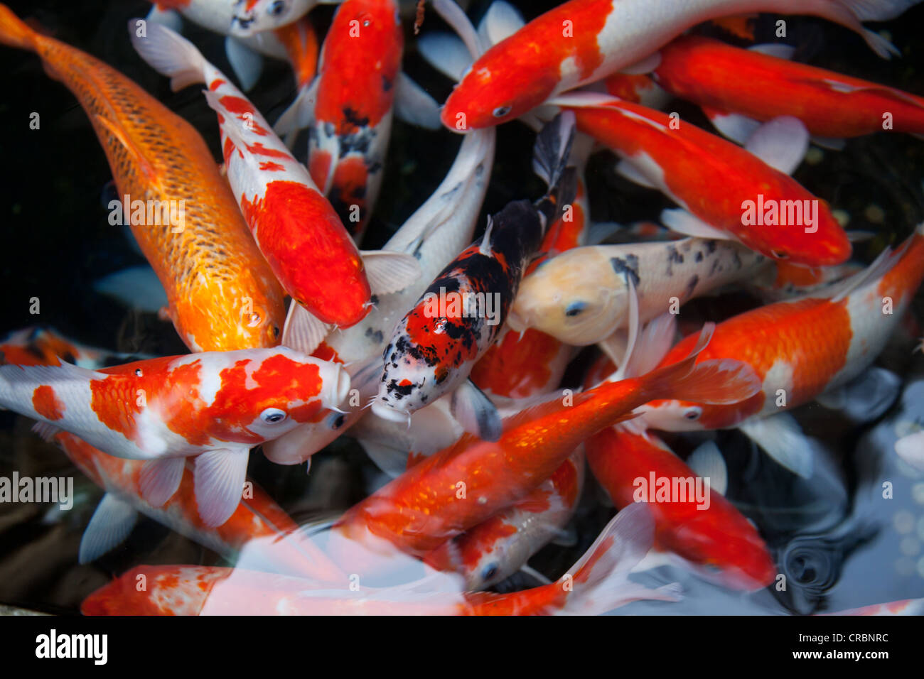 Carpas Koi peces de estanque, Taipei, Taiwán. Foto de stock