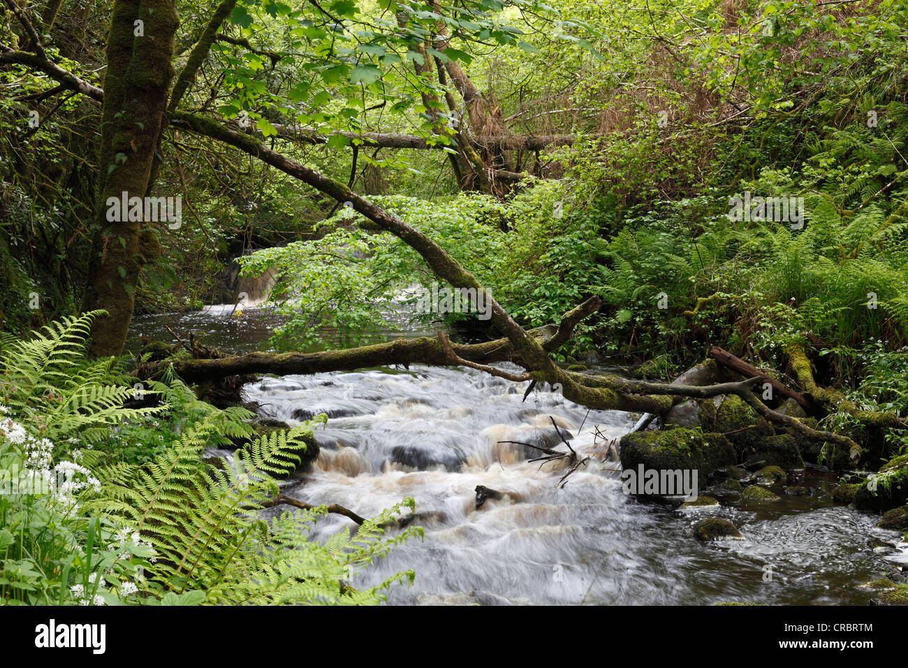 Glenariff, Río, Parque Forestal, Glenariffe Glenariff, cañadas de Antrim, Condado de Antrim, Irlanda del Norte, Reino Unido, Europa Foto de stock