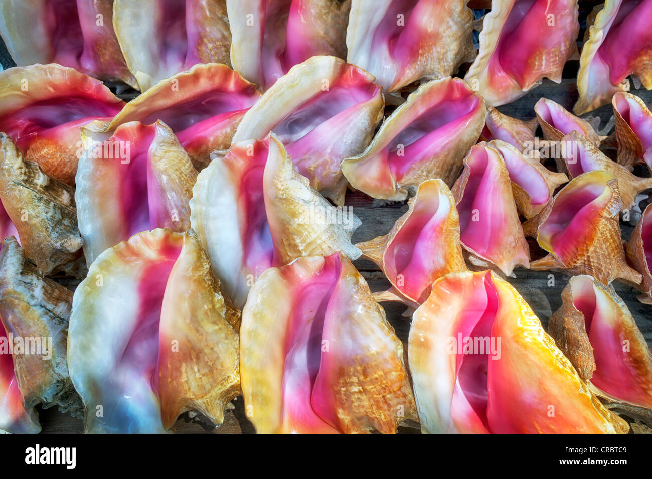 Conchas de caracol. Providenciales. Las Islas Turcas y Caicos. Foto de stock