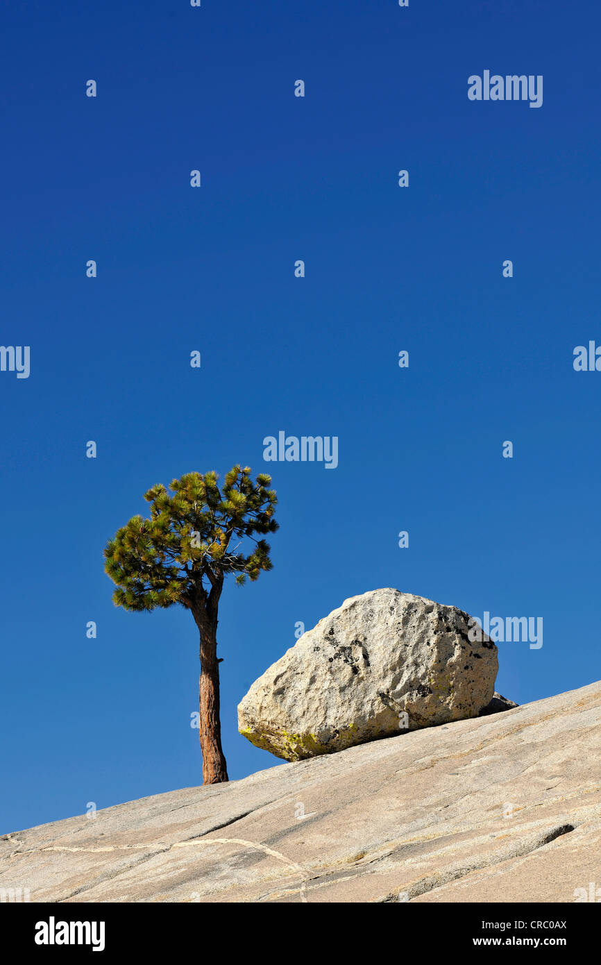 Lone Great Basin Bristlecone Pine (Pinus longaeva) junto a una roca de granito sobre una losa de piedra, Olmsted Point, el Parque Nacional Yosemite Foto de stock
