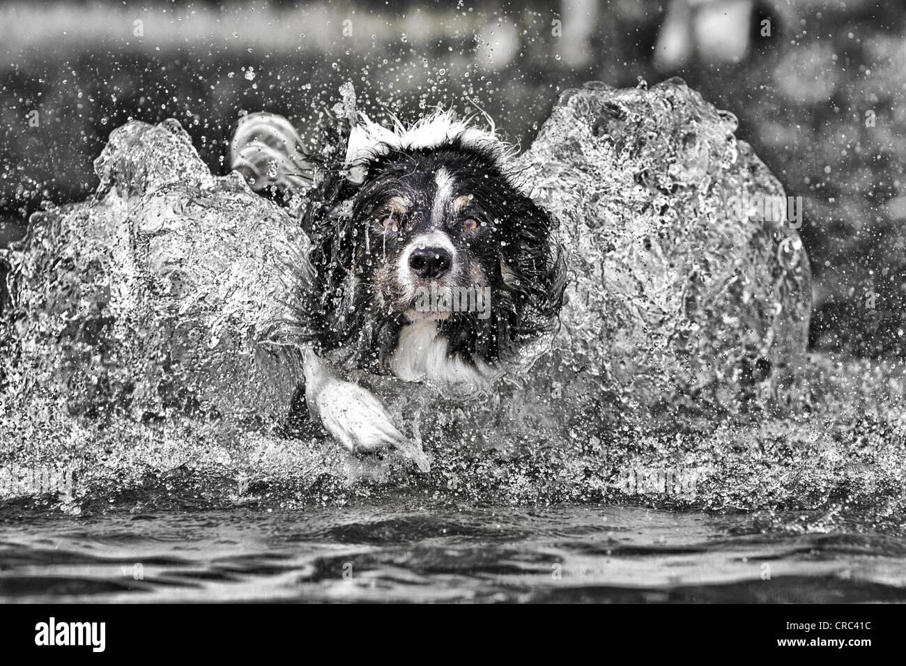 Border Collie saltar al agua, blanco y negro, ojos colourised Foto de stock