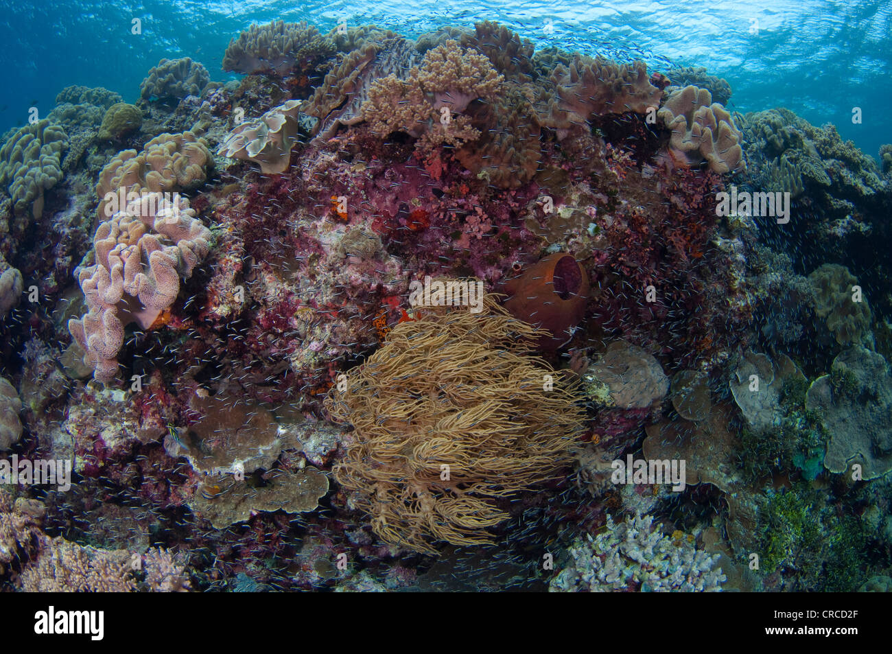 Invertebrados mixtos crecen en Arrecife, Wakatobi, Sulawesi Tenggara, Indonesia. Foto de stock