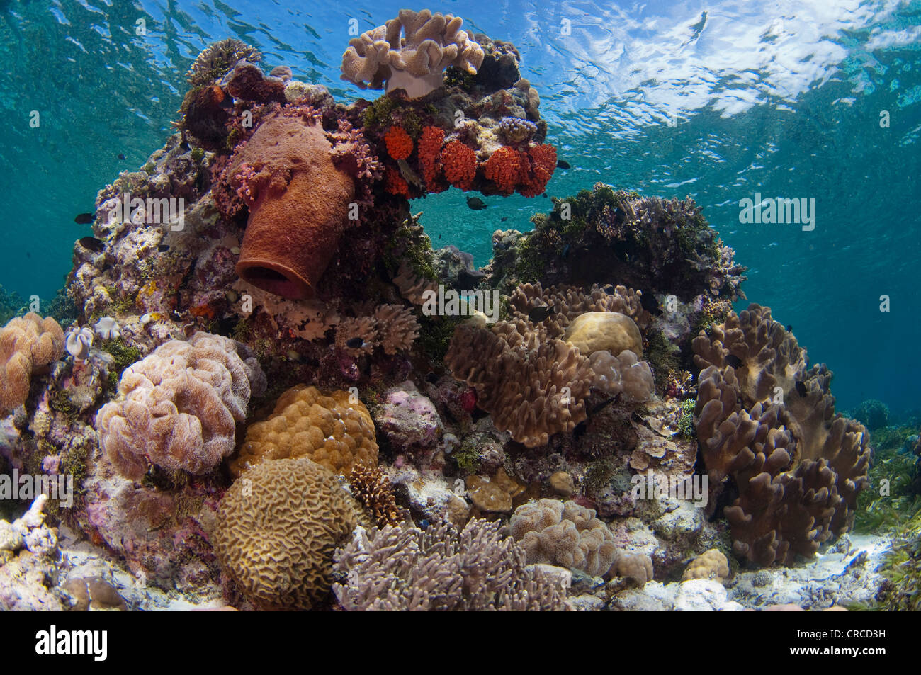 Invertebrados mixtos crecen en Arrecife, Wakatobi, Sulawesi Tenggara, Indonesia. Foto de stock