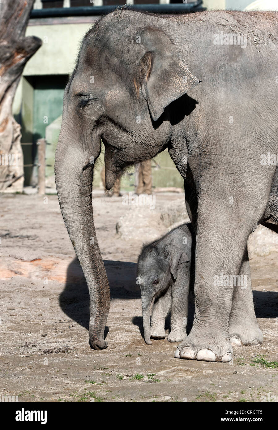 El elefante asiático (Elephas maximus), hembra bebé elefante, de 11 días, durante la primera incursión en el recinto al aire libre con su Foto de stock
