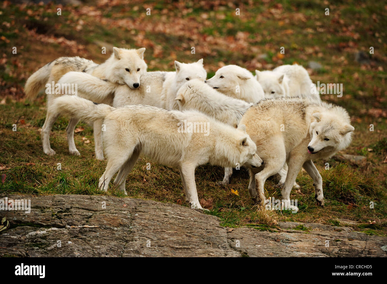 Manada de lobos polares fotografías e imágenes de alta resolución - Alamy