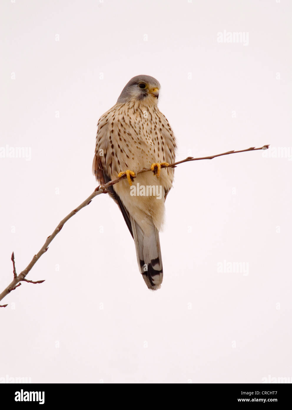 Cernícalo común (Falco tinnunculus), macho en una ramita, Alemania, Brandeburgo Foto de stock