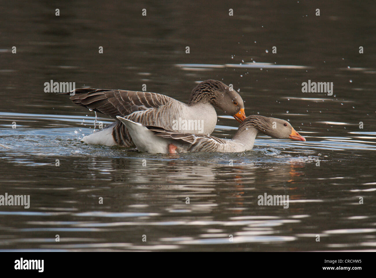 Graylag goose (Anser anser), la copulación, Alemania, Sajonia Foto de stock