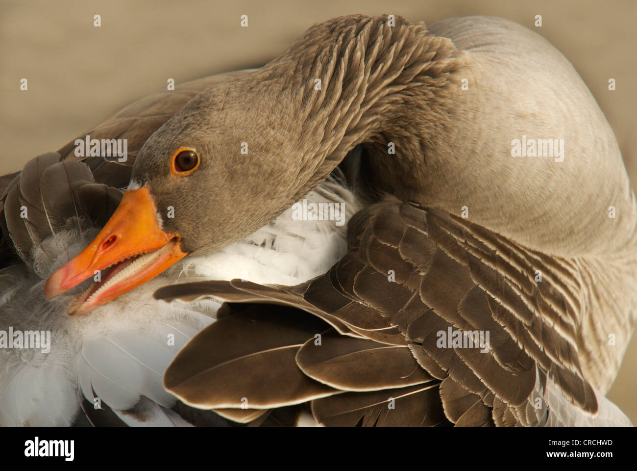 Graylag goose (Anser anser), asearse, Alemania, Sajonia Foto de stock