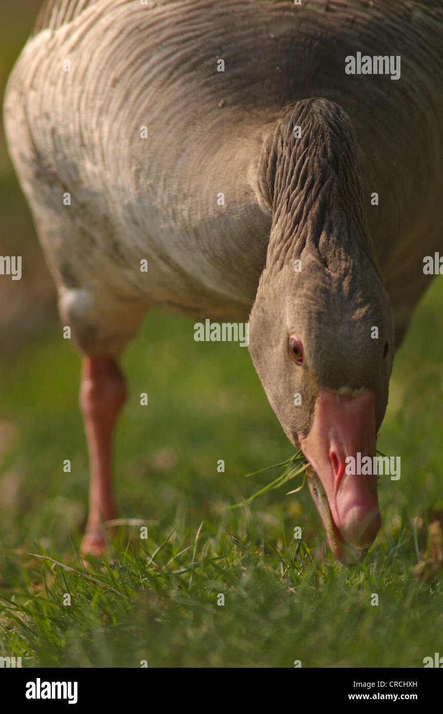 Graylag goose (Anser anser), comer, Alemania, Sajonia Foto de stock