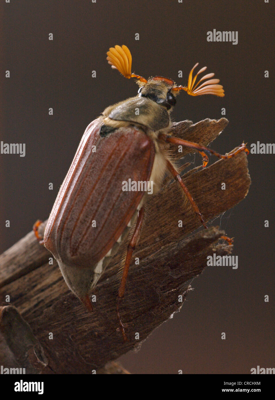 Maybug cockchafer común, (Melolontha melolontha), macho, Alemania, Brandeburgo Foto de stock
