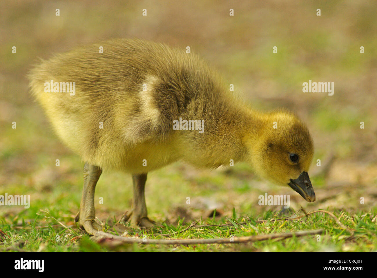 Graylag goose (Anser anser), pastoreo menores, Sajonia, Alemania Foto de stock