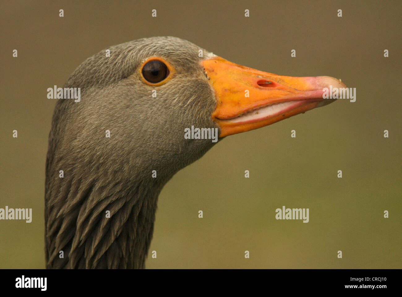 Graylag goose (Anser anser), custodiando macho, Alemania, Sajonia Foto de stock