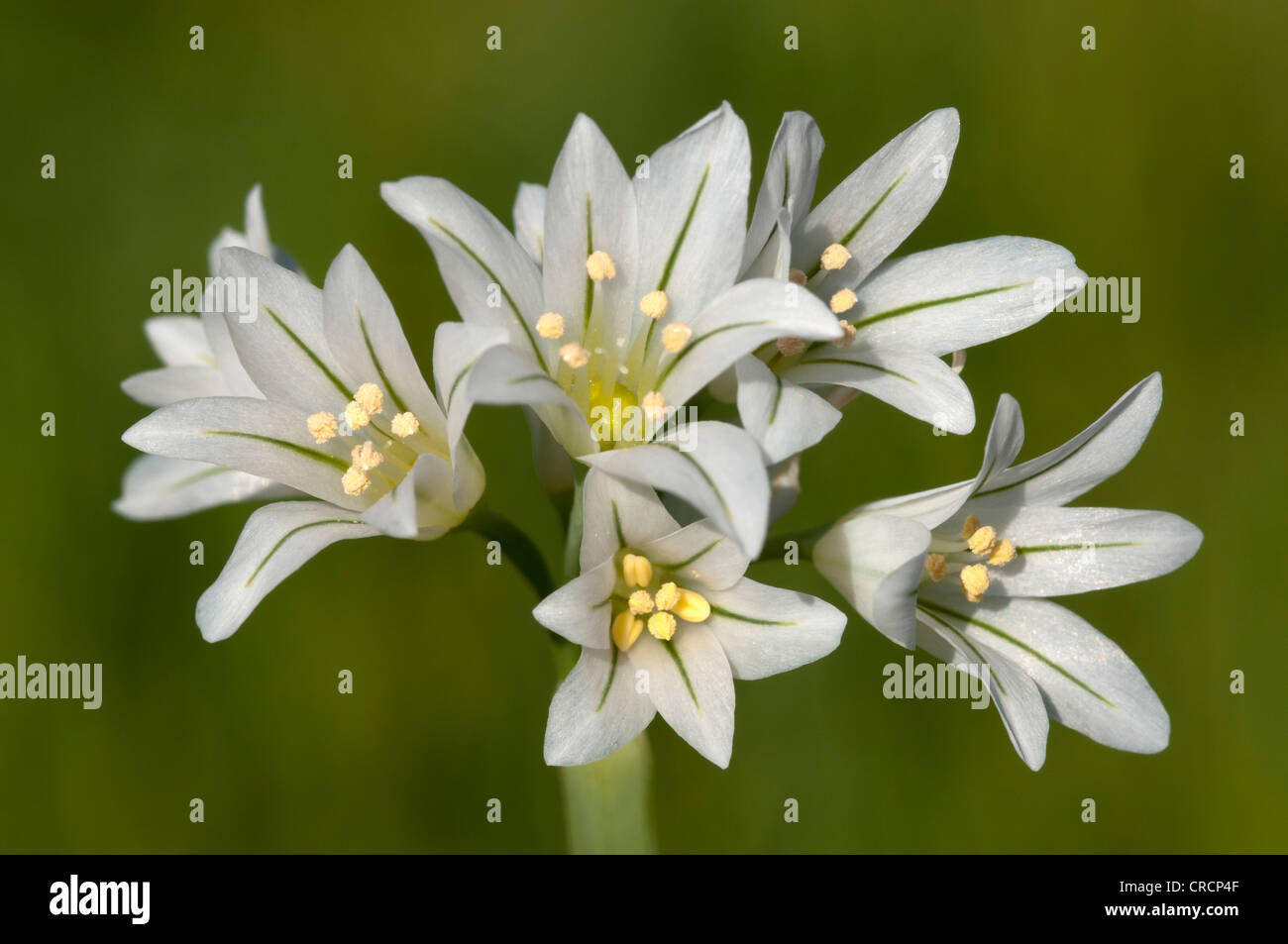 Tres esquinas puerro (Allium triquetrum), Cerdeña, Italia, Europa Foto de stock