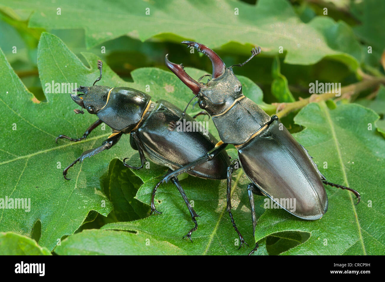 Los escarabajos ciervo (Cervus Escudo), hembra, macho izquierda derecha, Burgenland, Austria, Europa Foto de stock