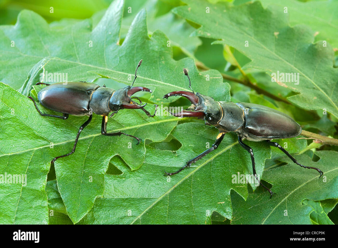 Los escarabajos ciervo (Cervus Escudo), el sexo masculino, Burgenland, Austria, Europa Foto de stock