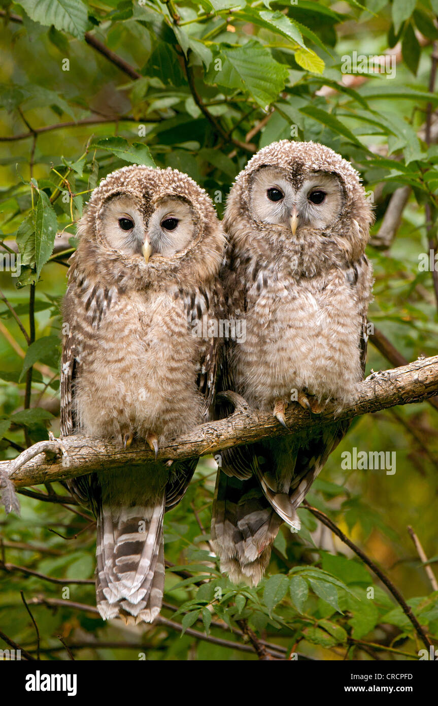 Búho Ural (Strix uralensis), juvenil aves, Parque Nacional del Bosque Bávaro, Baviera, Alemania, Europa Foto de stock
